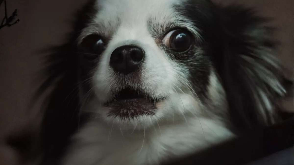 Le stress chez l&rsquo;animal : comprendre et apaiser